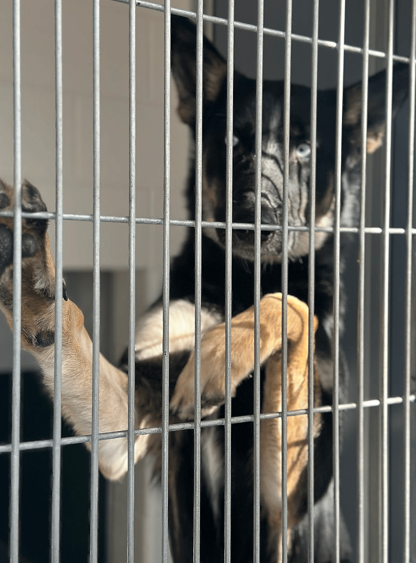 Skye up for Adoption